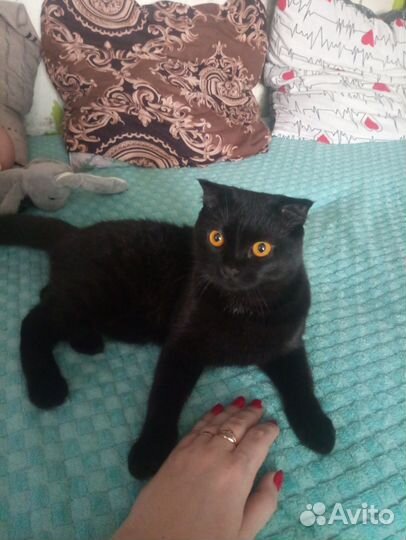 Кот бесплатно