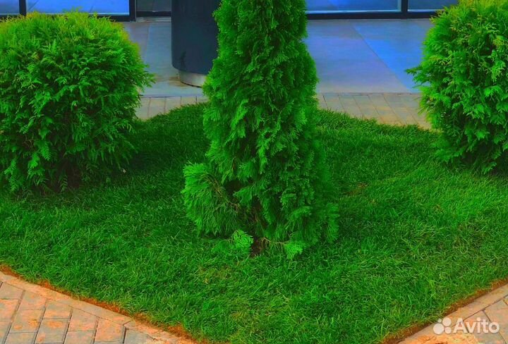 Рулонный газон 0.4 на 2 метра с укладкой