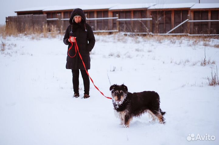 Задумчивая красавица Чапа, метис миттельшнауцера в