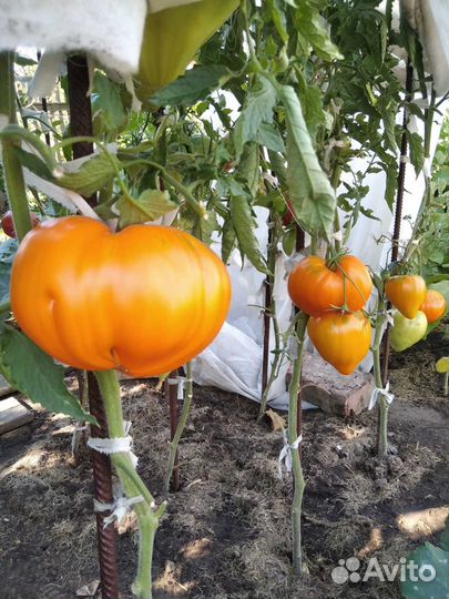 Семена коллекционных томатов Минусинских сортов