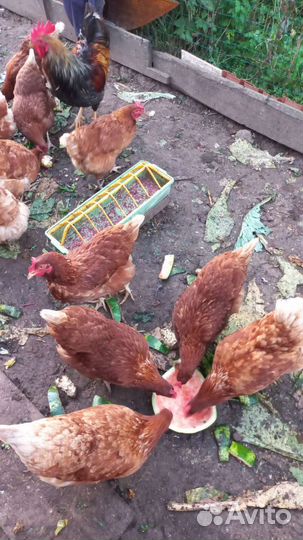 Куры молодки несушки
