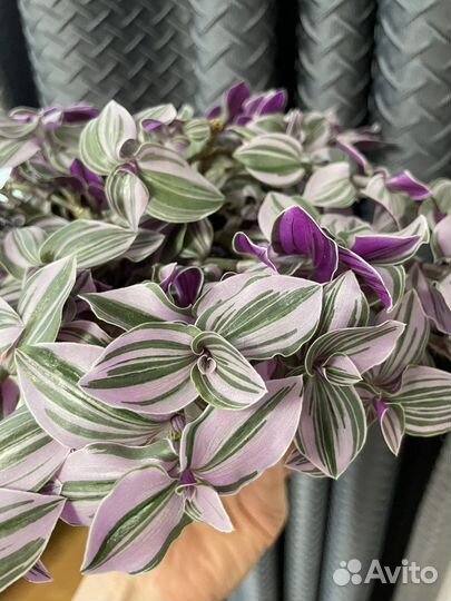 Традесканция