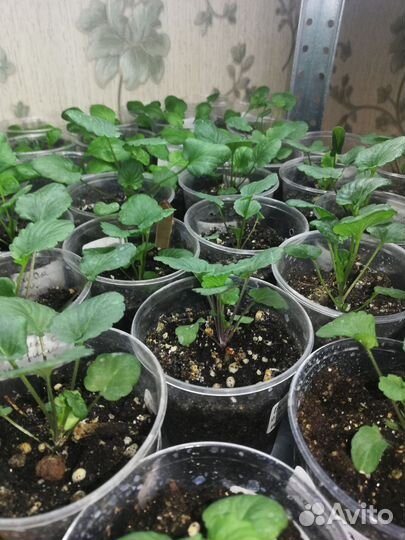 Виола рассада