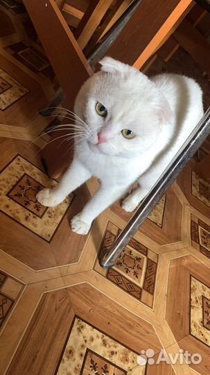 Вязка кот