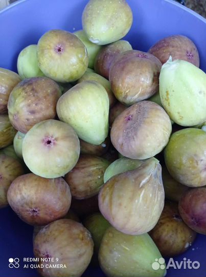 Инжир свежий