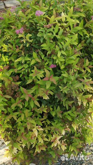 Спирея три вида