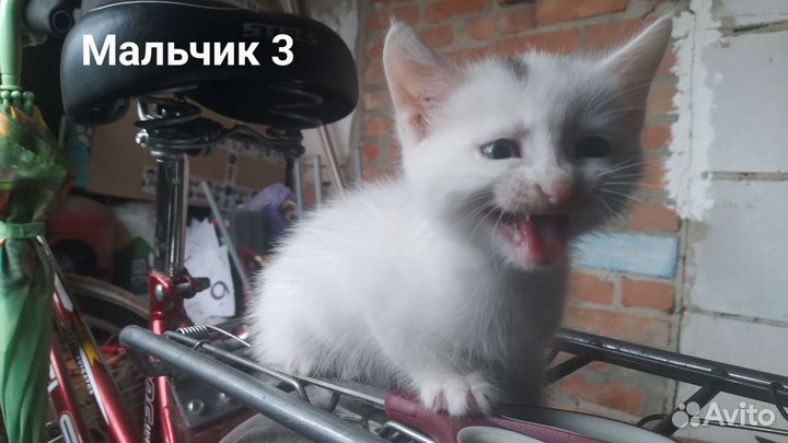 Кошка и котятв