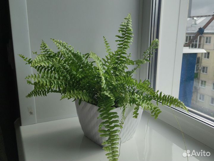 Папоротник