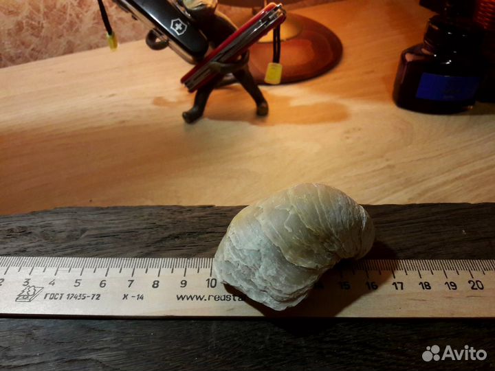 Окаменелость Грифея