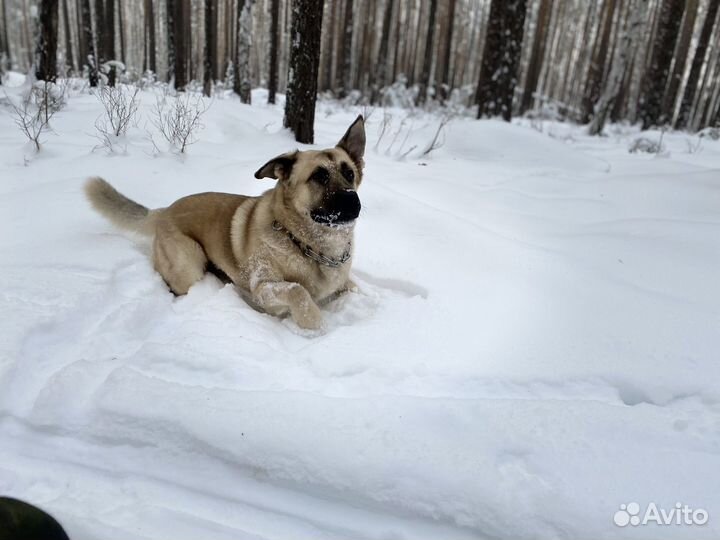Кобель на вязку овчарка