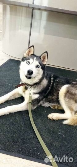 Красивая девочка хаски ищет дом в добрые руки