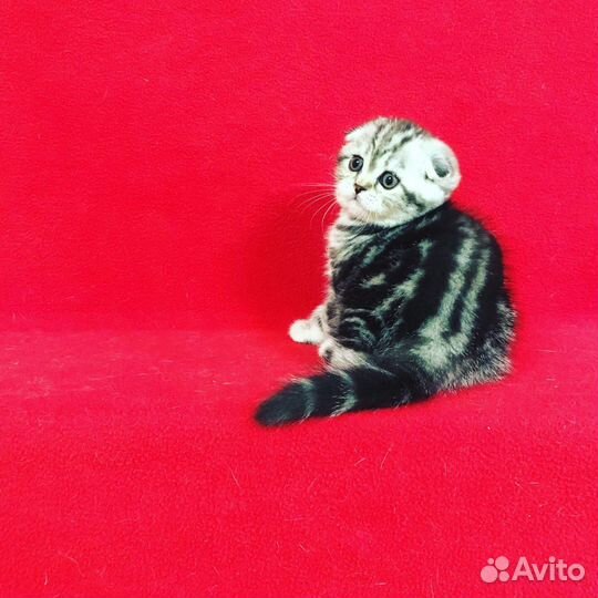 Вислоухие малыши