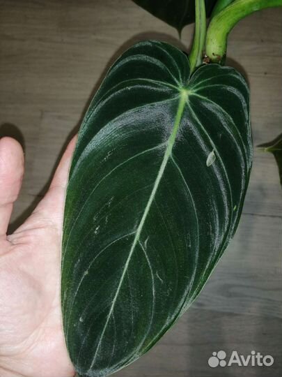 Филодендрон Меланохризум