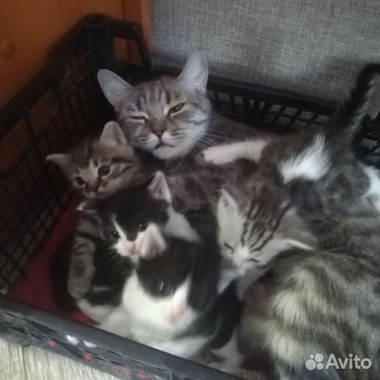 Котята в добрые руки бесплатно