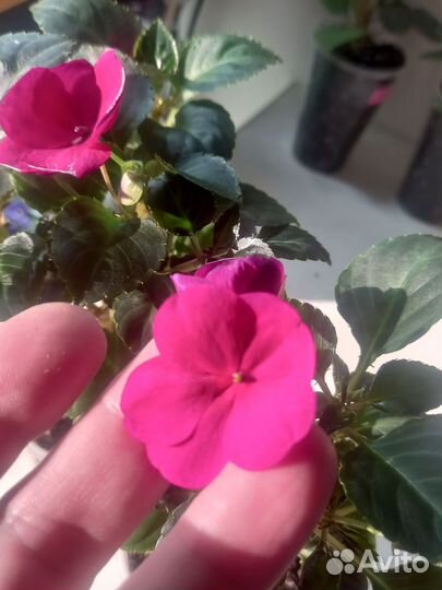 Бальзамины