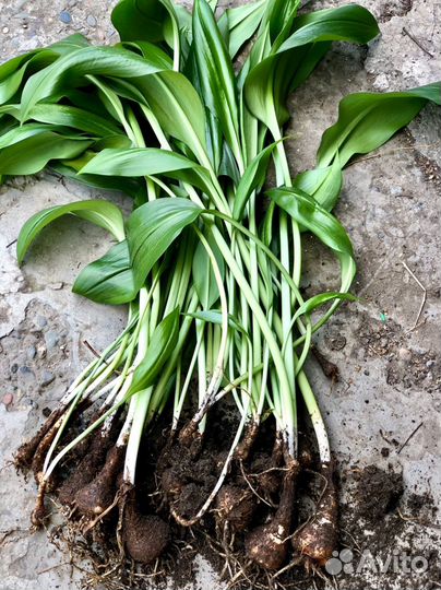 Эухарис или Амазонская лилия