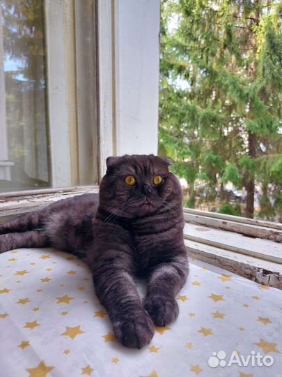 Скоттиш-фолд кот для вязка