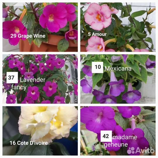 Ризомы ахименесов