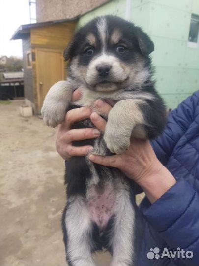 Собака в добрые руки отдам бесплатно