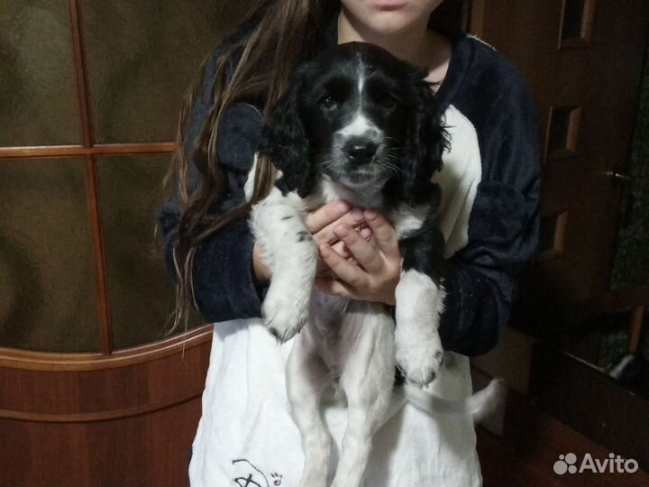 Продажа собак щенков