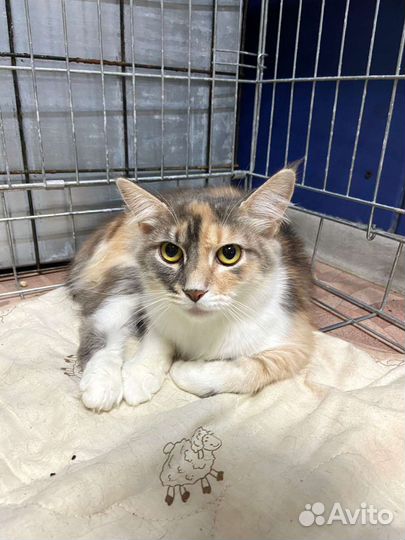 Кошки трехцветки на счастье в семью