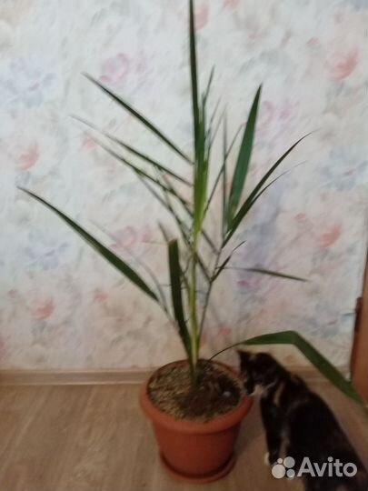 Финиковая пальма