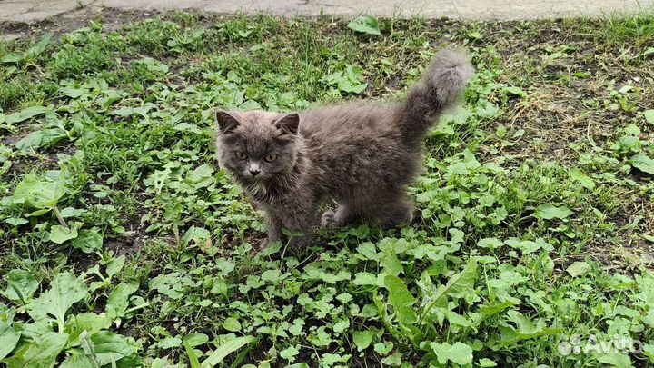 Котенок в дар бесплатно