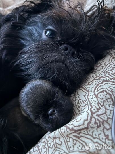 Щенок брюссельского гриффона