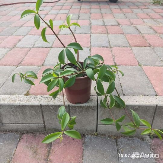 Пеперомия перескиелистная