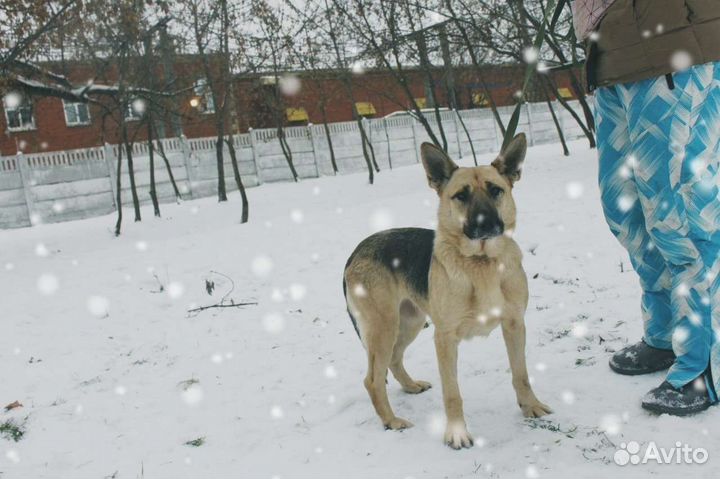 Звёздочка ищет родителей