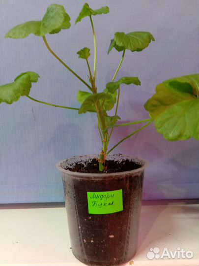 Пеларгония сортовая