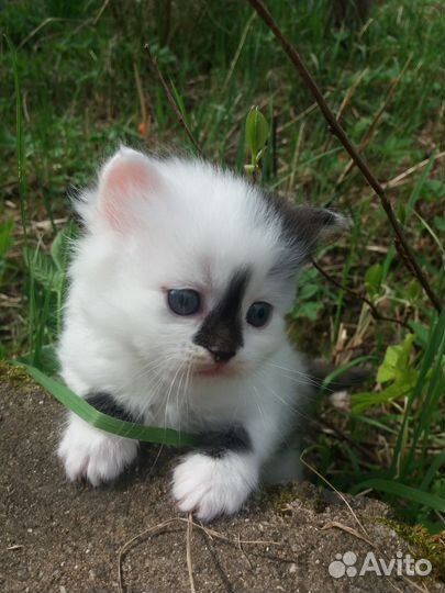 Котята в добрые руки бесплатно