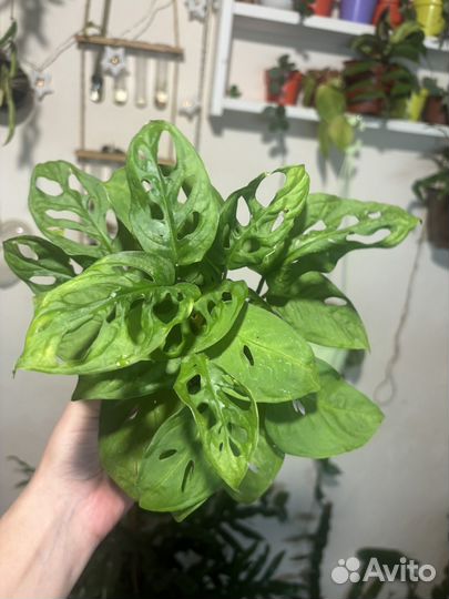 Монстера обликва