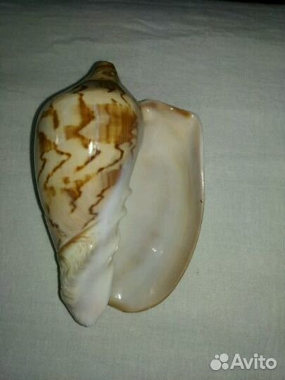 Ракушка морская