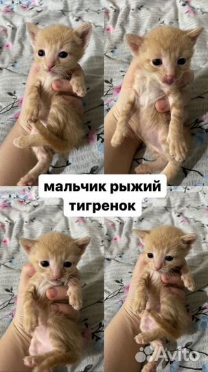 Котята в добрые руки бесплатно