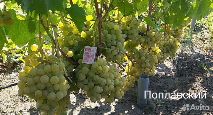 Саженцы винограда