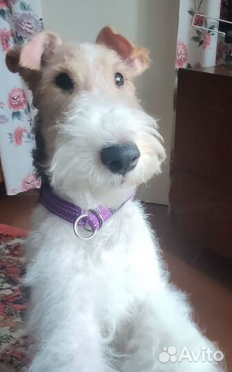 Фокстерьер для вязки