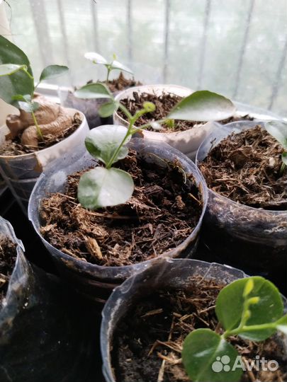 Мурайя метельчатая