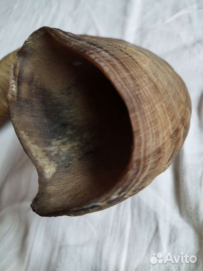 Древний рог горного козла