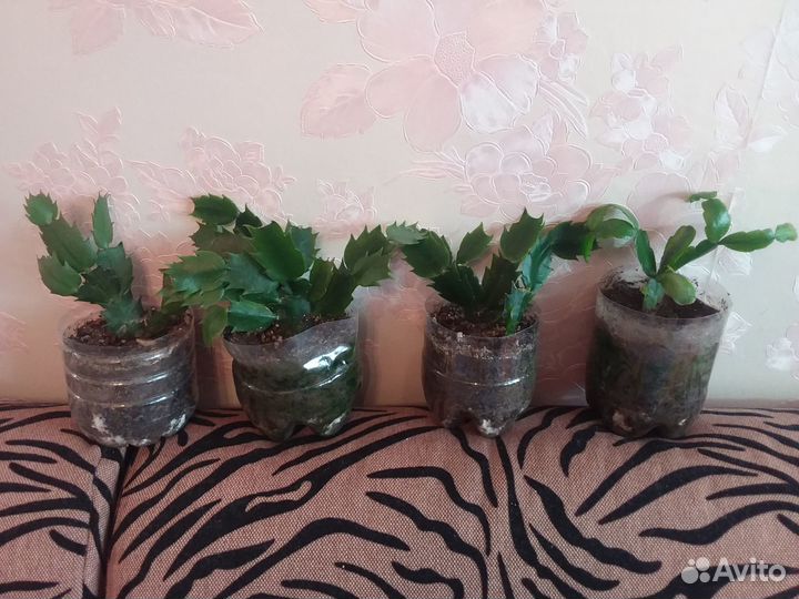 Декабрист шлюмбергера