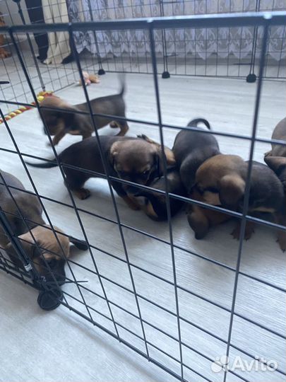 Щенки таксы