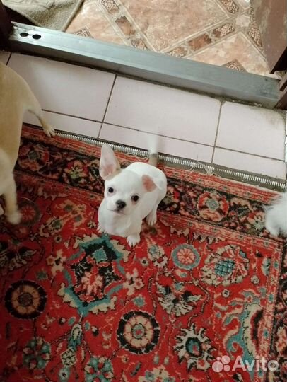 Чихуахуа, тойтерьеры, карликовые пинчеры доставка