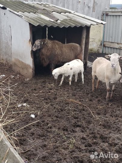 Баран и овцы