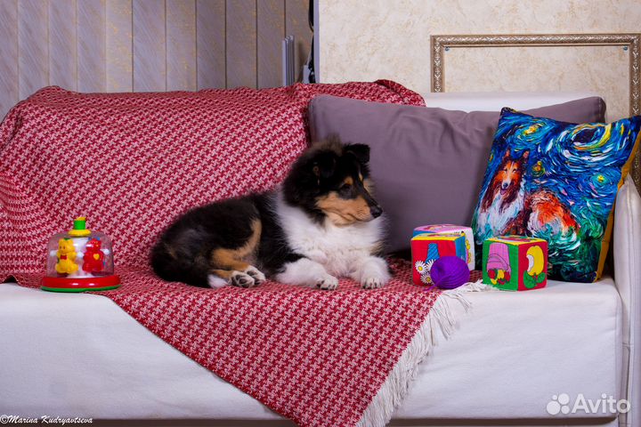 Щенки колли