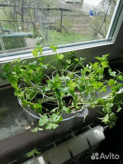 Рассада петрушки и тыквы