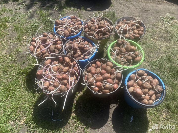Семенной картофель