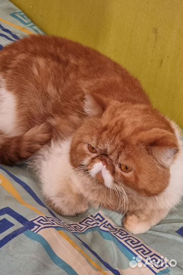 Экзотический красавчик