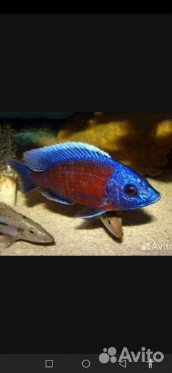 Зимбабве Рок Еллоу Демасони Дельфин Флауэр Хорн