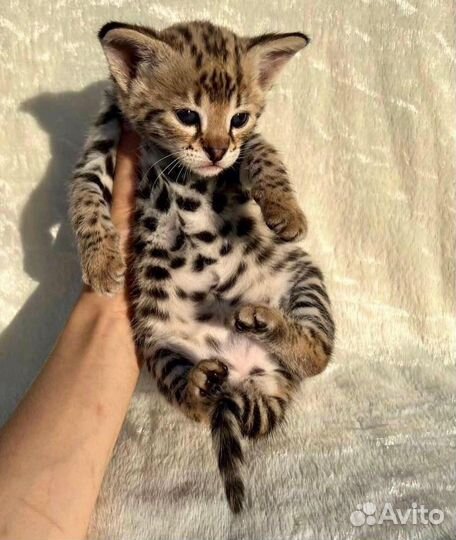 Саванна ф1 котята