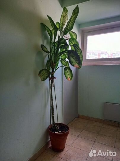 Броньдиффенбахия